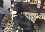 The Foxy Hound Dog Grooming