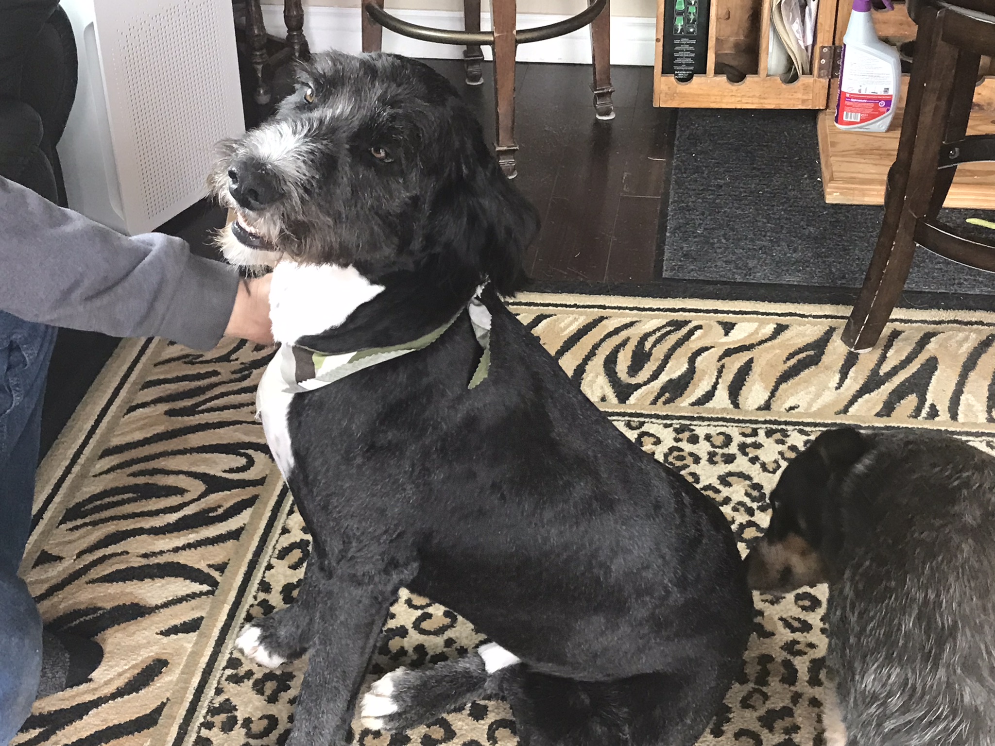 The Foxy Hound Dog Grooming