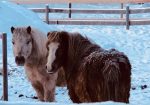Bear Valley Rescue