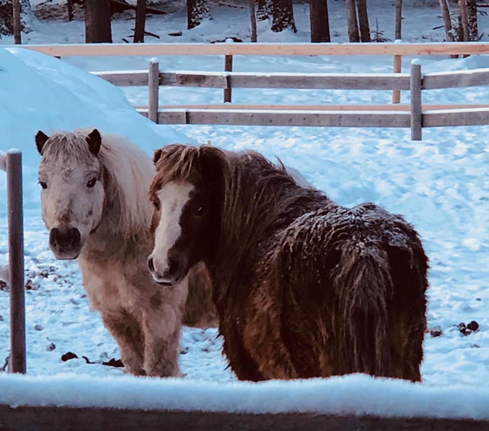 Bear Valley Rescue